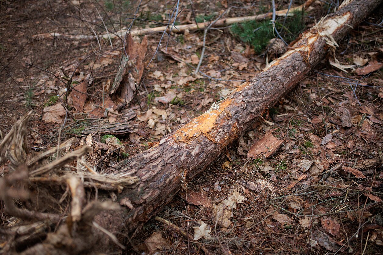 Išpjauti medžiai. Asociatyvi