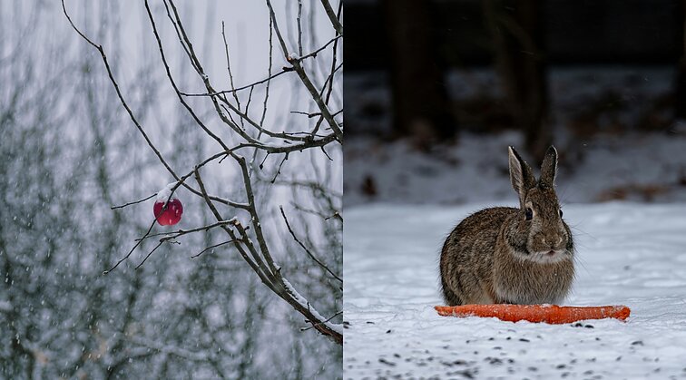 Ilsisi sodas, bet ne mėgstantys jo paragauti: patarė, kaip apsaugoti augalus nuo graužikų