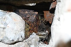 W Katedrze Wileńskiej odkryto insygnia władców Polski i Litwy