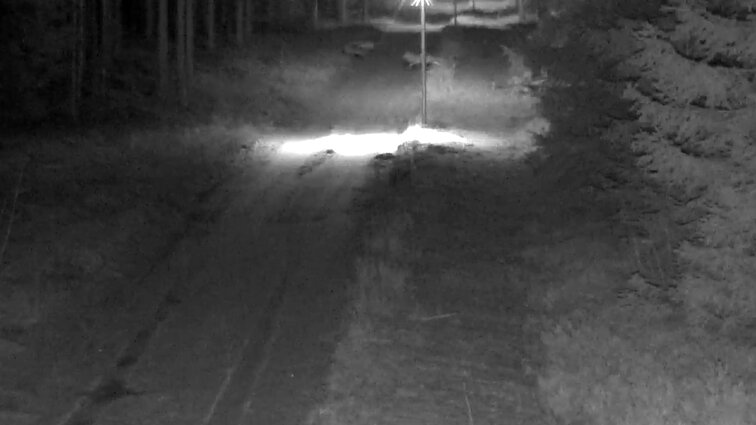 Nekviesti svečiai kirto Lietuvos sieną: iš Baltarusijos vienu metu įbėgo 9 vilkai