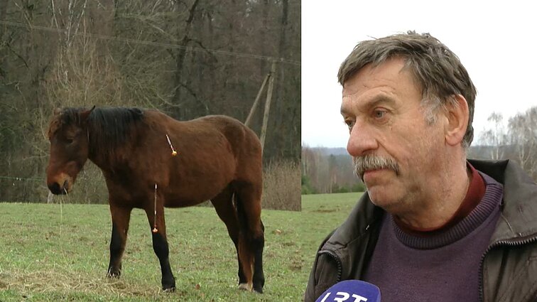 Maisto ir veterinarijos tarnybai nepavyksta sugaut beveik pusantro mėnesio klajojančio arklio