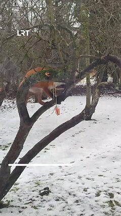 Latvio sodyboje užfiksuota lapė vagilė!