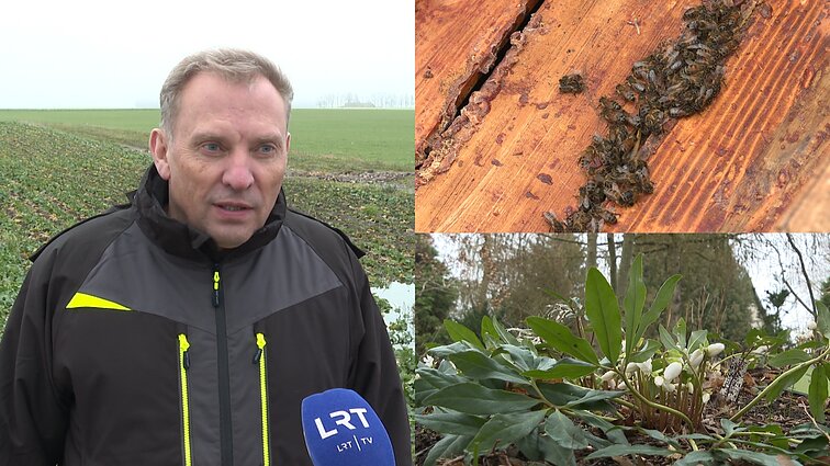 Žemės ūkio sektoriuje – pavasaris: ūkininkams nerimą kelią kenkėjai, baiminamasi nuostolių