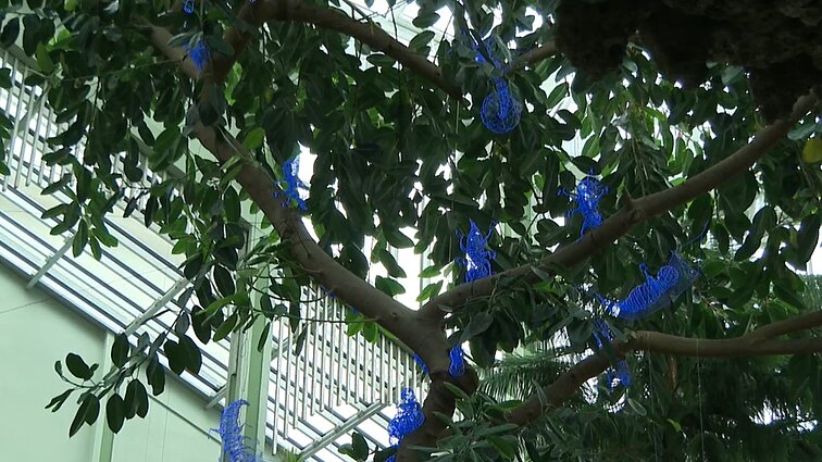 Kretingos muziejaus Žiemos sode – vaikus primenančių vabzdžių instaliacija