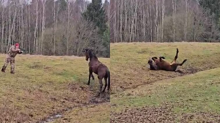 Alytaus rajone pabėgusį arklį nesėkmingai bandyta užmigdyti, bet galiausiai jis sugautas
