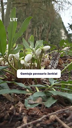 Pavasario ženklai sausio mėnesį?