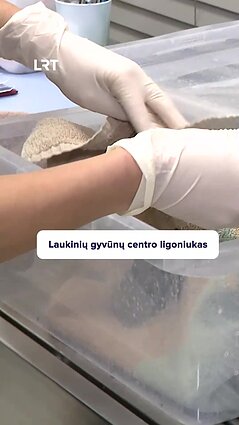 Laukinių gyvūnų centro naujausias globotinis – šikšnosparnis