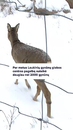 Kodėl bandymai padėti iš pažiūros silpniems gyvūnams dažnai pridaro žalos?