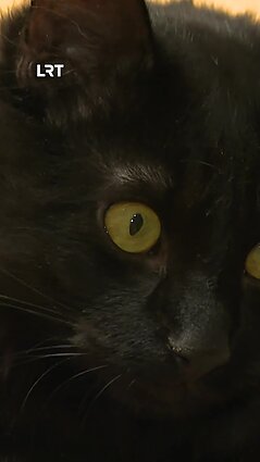URM naujas darbuotojas – katinėlis Rangas!