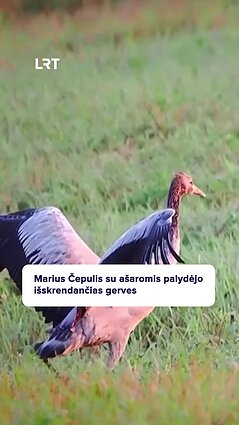 Susigraudinęs Čepulis išlydi gerves