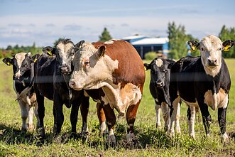 Сельское хозяйство
