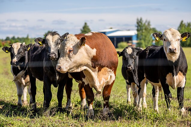 Сельское хозяйство