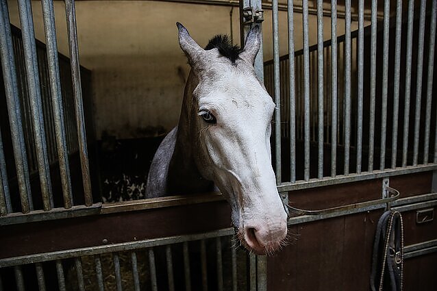 Konfliktą dėl Riešės žirgyno aptarusi tyrimų žurnalistė: politikams ta vieta labai rūpi