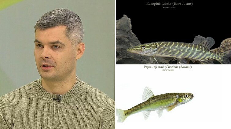 Tinklaraščio „Waterlife“ autorius Dainys – apie žuvų fotosesijas ir povandeninį pasaulį