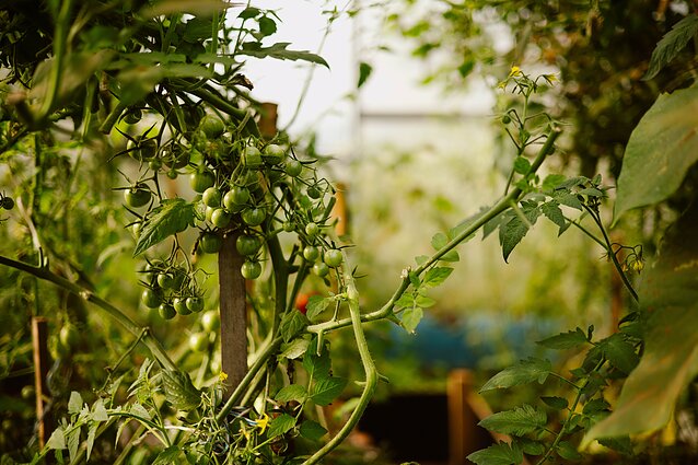 Tinklaraštininkė apie tai, ar jau laikas pradėti sodinti: nereikia skubėti