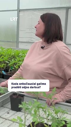 Kada anksčiausiai galime sėti ridikėlius?