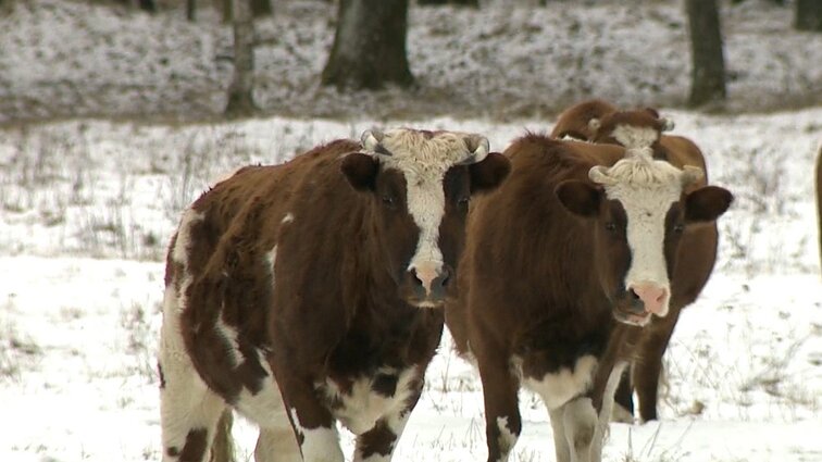 Šalčininkų r. siaučia sulaukėjusių gyvūnų bandos: savininkas yra, bet bendrauja nenoriai