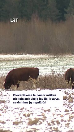 Šalčininkų rajone – sulaukėjusių gyvulių bandos