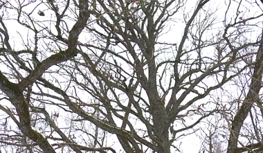The Varniškės Oak The Varniškės Oak