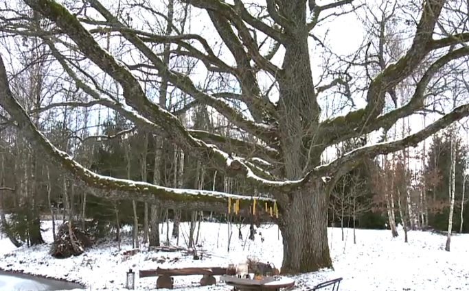 The Varniškės Oak The Varniškės Oak
