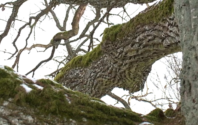 The Varniškės Oak The Varniškės Oak