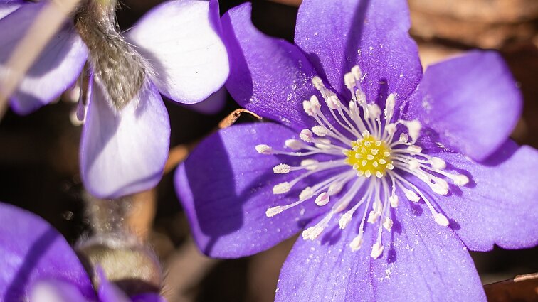 Žibuoklė, lazdynas, pavasarinė ankstyvė: pirmieji augalai pražydo, bet kai kurie nukentės