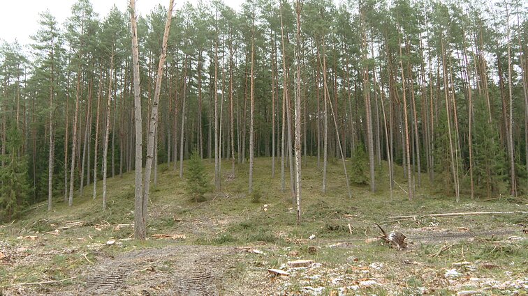 Alytaus rajone registruotas naujas piliakalnis: šalia jo stūkso ir Didysis Dzūkijos akmuo