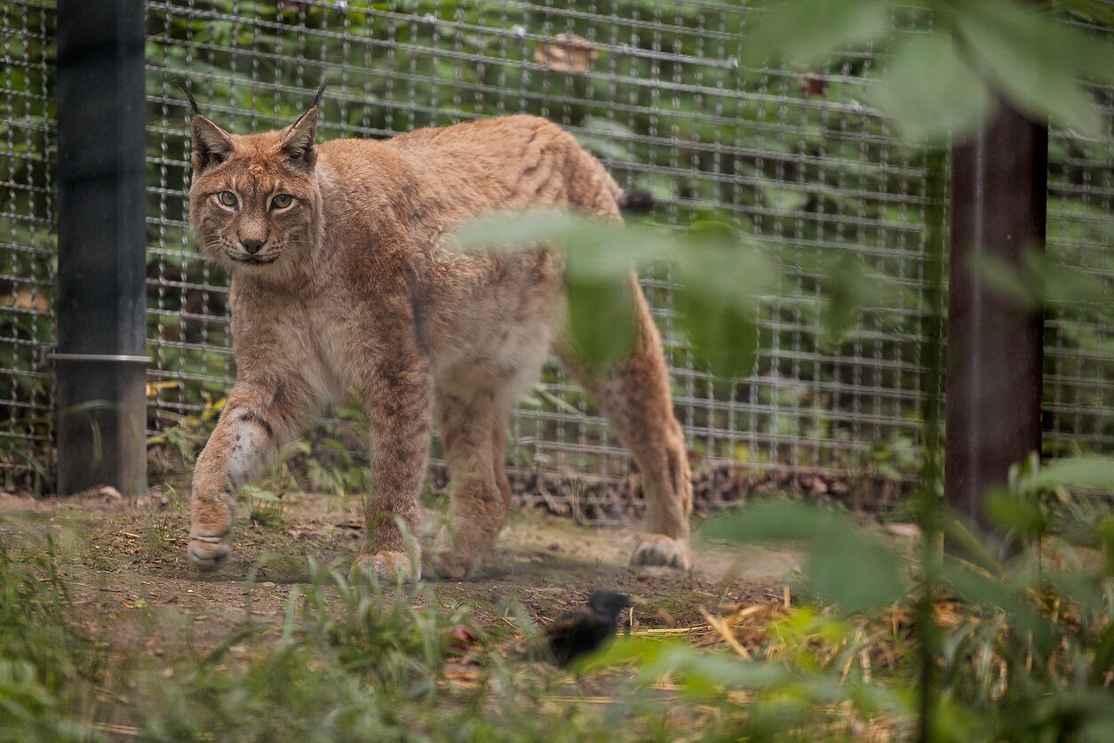 Lietuvos zoologijos sodas