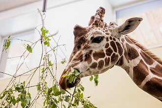Lietuvos zoologijos sodas