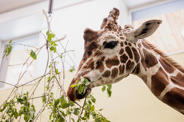 Lietuvos zoologijos sodas