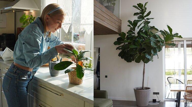 Įspūdingus fikusus auginanti Monika pasidalino sėkmės paslaptimis: tręšiu kas savaitę