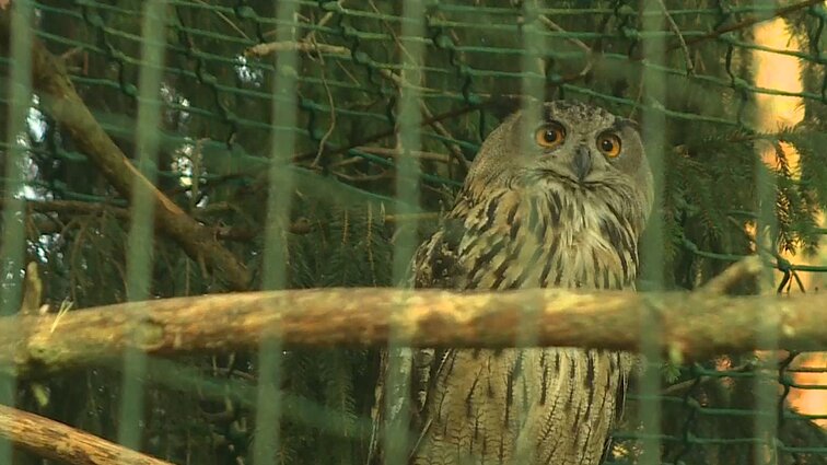 Šiaulius garsina ir filmas, ir čia perintys didieji apuokai: miestas rūpinsis jų ramybe