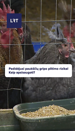 Padidėjo paukščių gripo plitimo rizika: kokių atsargumo priemonių reikėtų imtis?