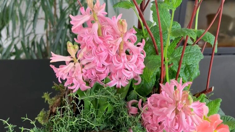 Fitodizainerė siūlo pasikviesti pavasarį į namus su svogūninių augalų kompozicijomis