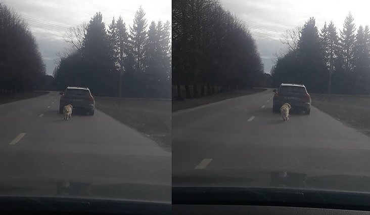 Tauragės lopšelio-darželio direktorius Z. Mozuraitis šunį „vedžiojo“ pririšęs prie automobilio Tauragės lopšelio-darželio direktorius Z. Mozuraitis šunį „vedžiojo“ pririšęs prie automobilio