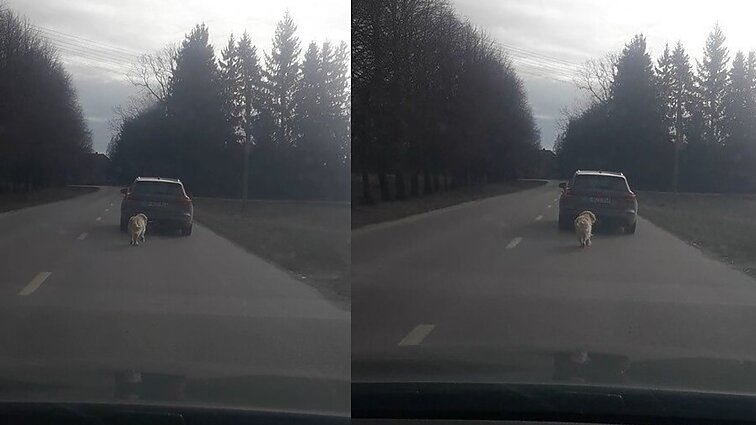 Darželio vadovas šunį tampė prisirišęs prie automobilio: aiškino – vedžioti buvo per šalta