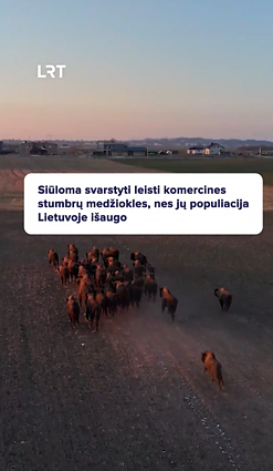 Ar reikia leisti komercines stumbrų medžiokles?