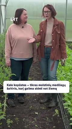 Šiltnamyje auginami lapiniai kopūstai – žiemos vitaminai