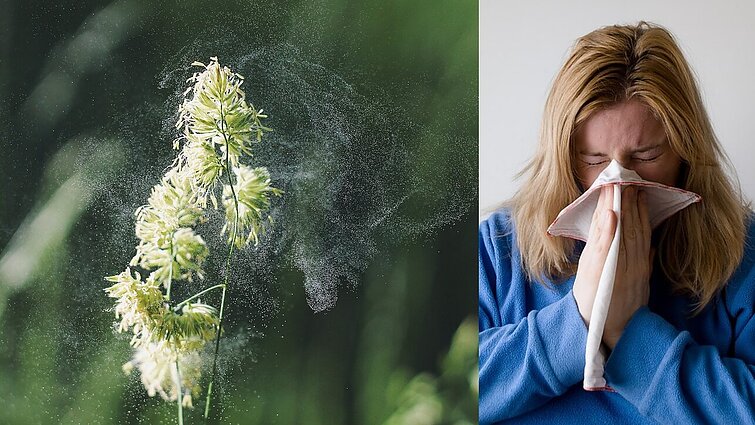 Su pavasariu grįžta alergijos: gydytoja įspėja – gali paveikti ir darbingumą, ir nuotaiką