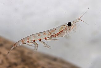 Krilis. Acociatyvi