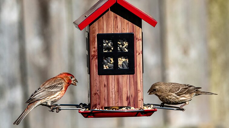 Su šiluma namo grįžta ir paukščiai: miškininkas patarė, kaip tinkamai paruošti inkilus