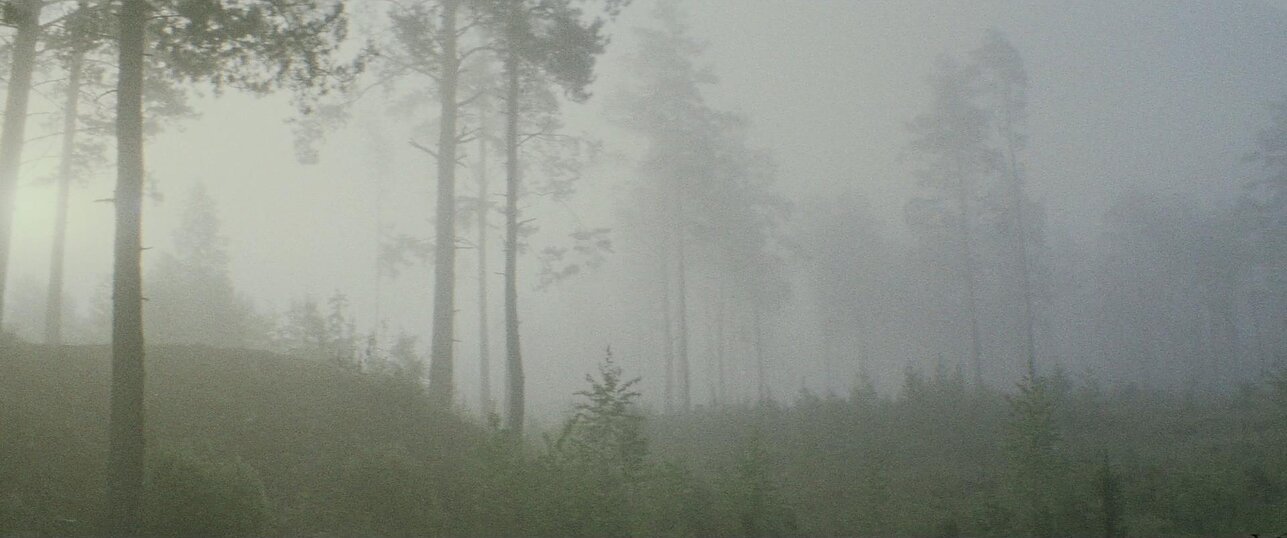 „Miške“ (rež. A. Žebriūnas, 1967 m.) 