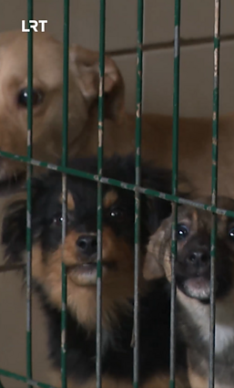 Žiaurus elgesys su gyvūnais: randami pridusę maišuose