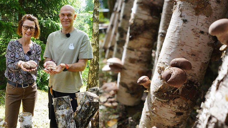 Parodė, kaip valgomų grybų galite užsiauginti kieme: nereikės nei laistyti, nei prižiūrėti