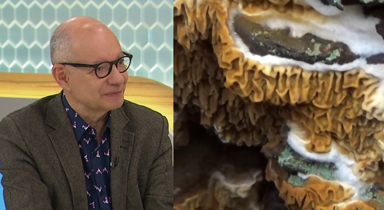 Grybas, galintis sugriauti namą: kaip kovoti su trobagrybiu?