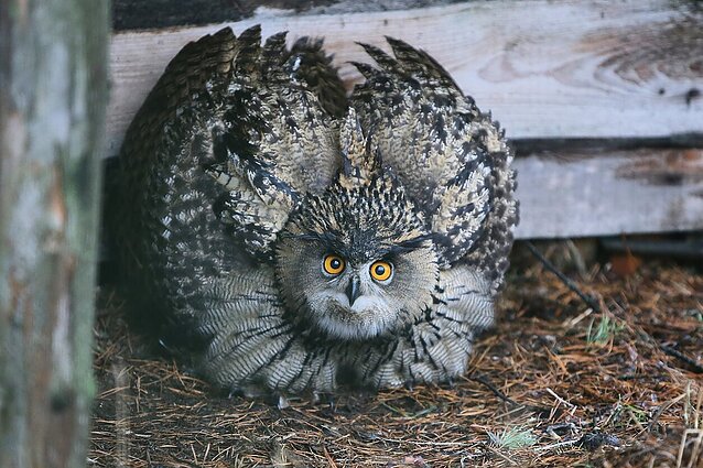 „Šokinėjam iš laimės“: Šiaulių daugiabutyje išsirito visi perinti didieji apuokai