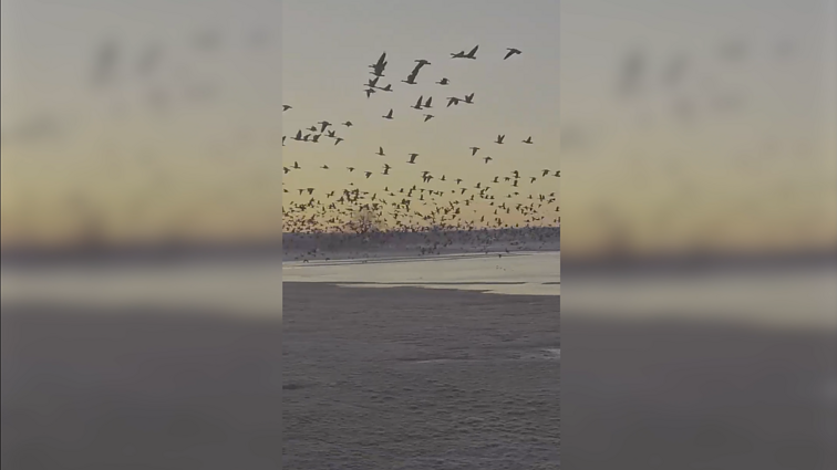 Pavasario ženklai: LRT.lt skaitytojo atsiųstas nuostabus vaizdas prie Rusnės