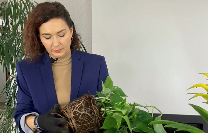 Pavasaris – kambarinių augalų persodinimo metas: kaip nepakenkti gėlėms?