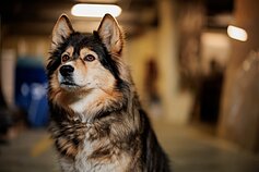 Saulės Bliuvaitės augintinė Goya Saulės Bliuvaitės augintinė Goya