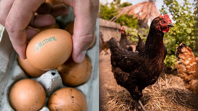 Narvuose laikomų vištų kiaušinių atsisakę prekybininkai: pirkėjams rūpi paukščių gerovė